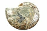 Cut & Polished Ammonite Fossil (Half) - Madagascar #364936-1